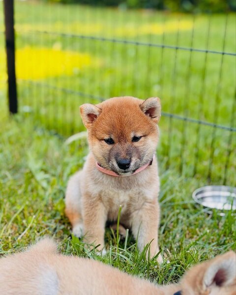 Catelusi Shiba Inu de sex masculin si feminin de vanzare