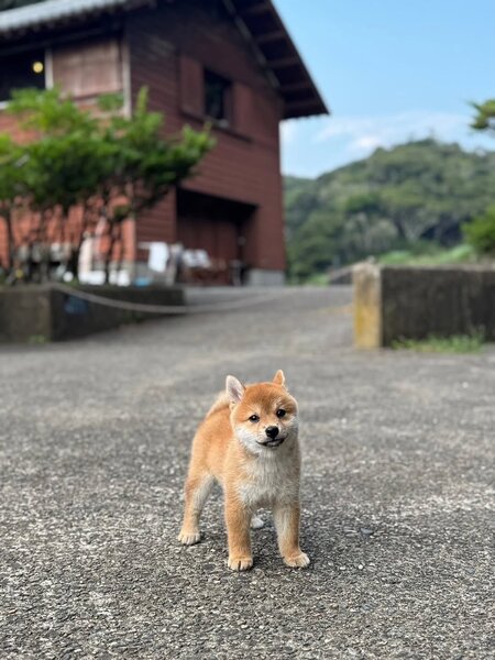 Catelusi Shiba Inu de sex masculin si feminin de vanzare