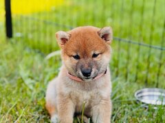 Catelusi Shiba Inu de sex masculin si feminin de vanzare