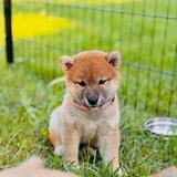 Catelusi Shiba Inu de sex masculin si feminin de vanzare