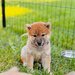 Catelusi Shiba Inu de sex masculin si feminin de vanzare