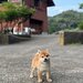 Catelusi Shiba Inu de sex masculin si feminin de vanzare